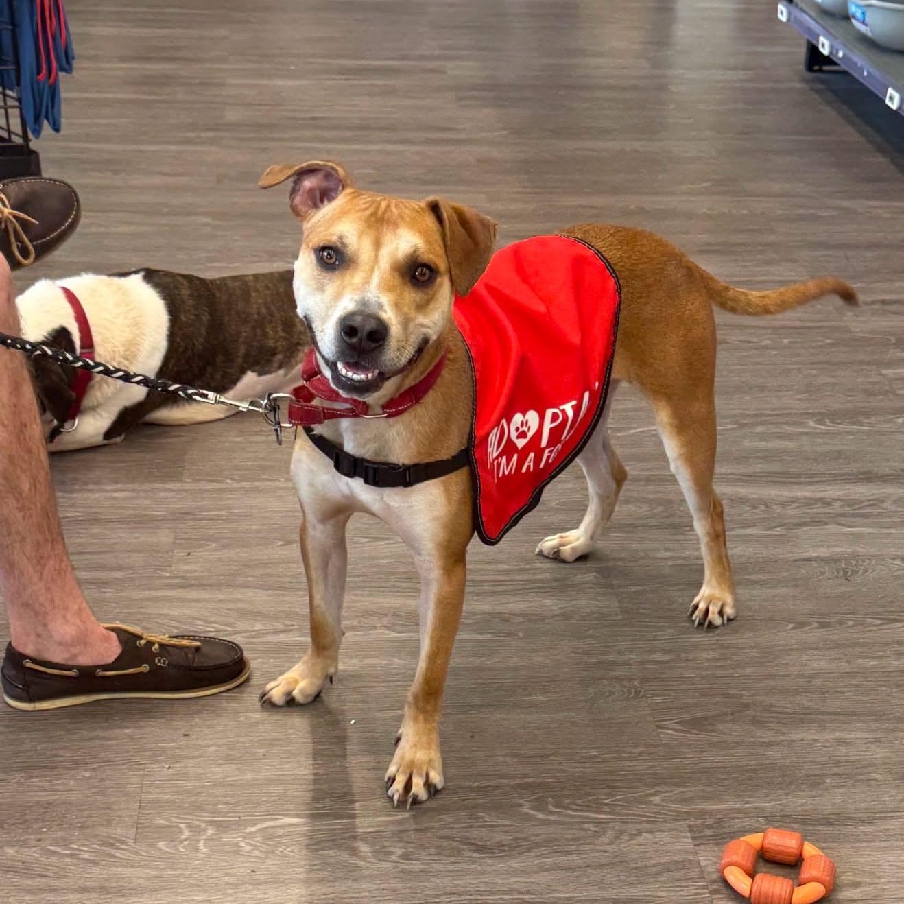 Kane, Adoptable, Young Male Hound & Beagle.