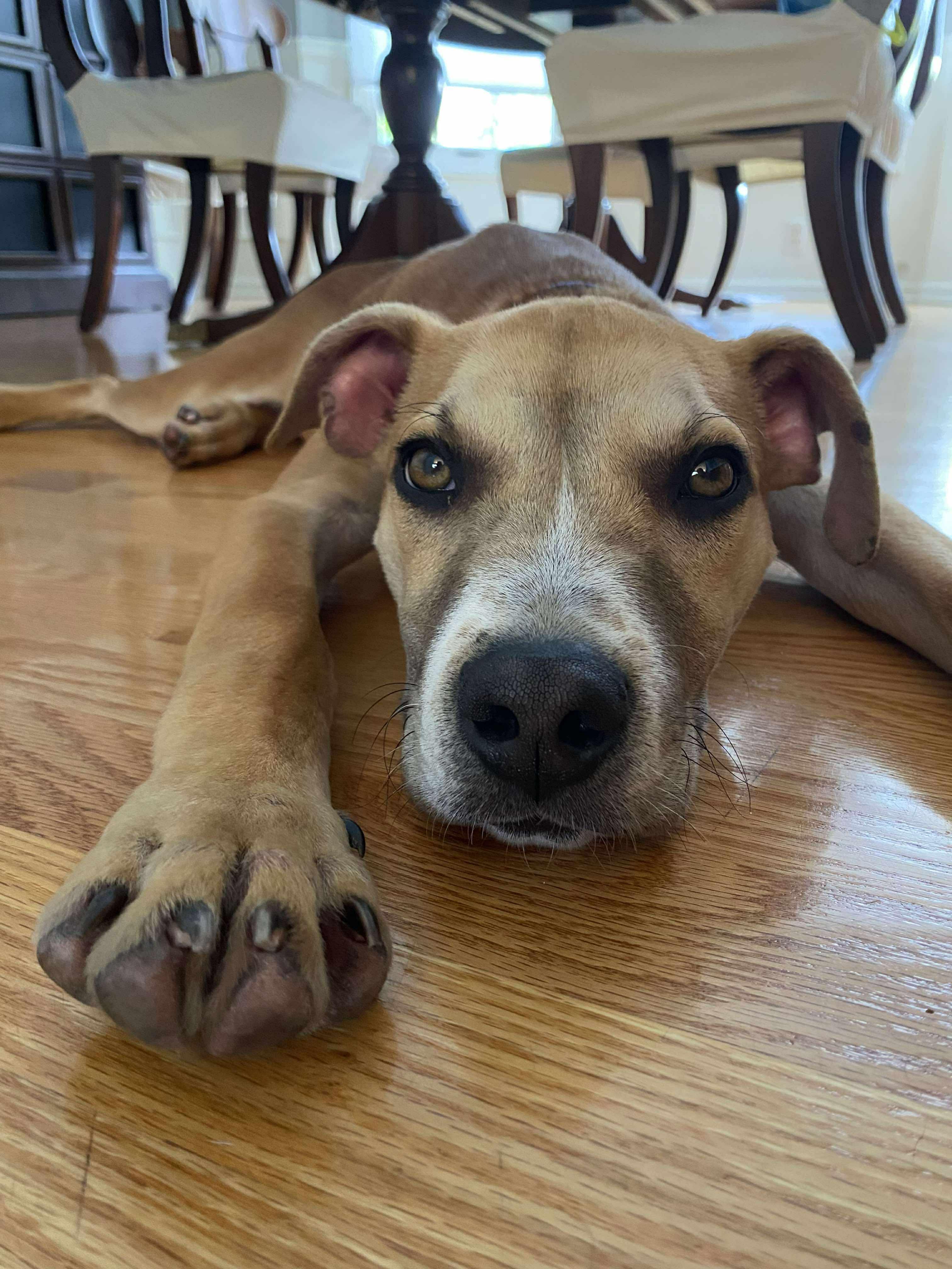 Enlarge Kane, a Adoptable mixed breed in Rochester, NY image 5/6