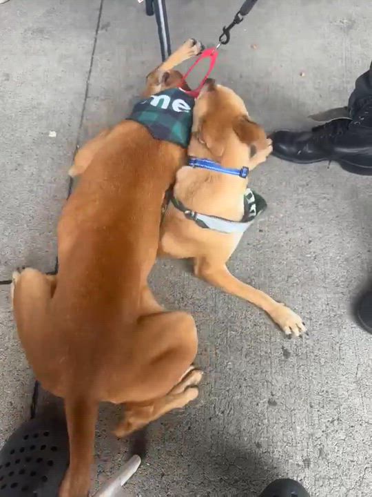Enlarge Kane, a Adoptable mixed breed in Rochester, NY video 6/6