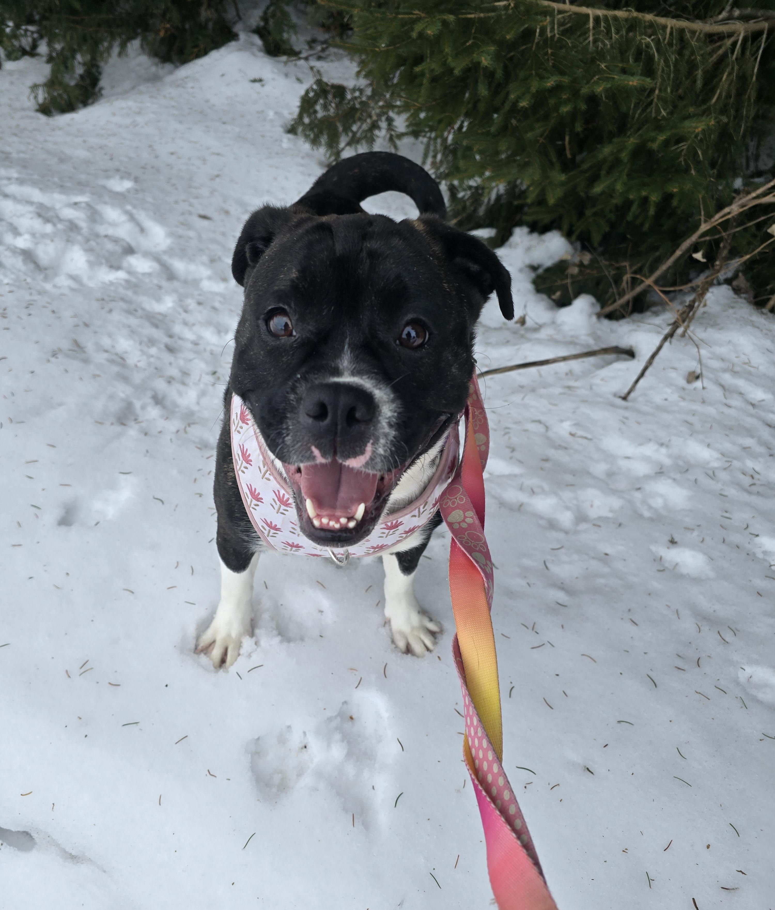 Daisy, a ADOPTABLE Mixed Breed in Chatsworth, ON image 2/4