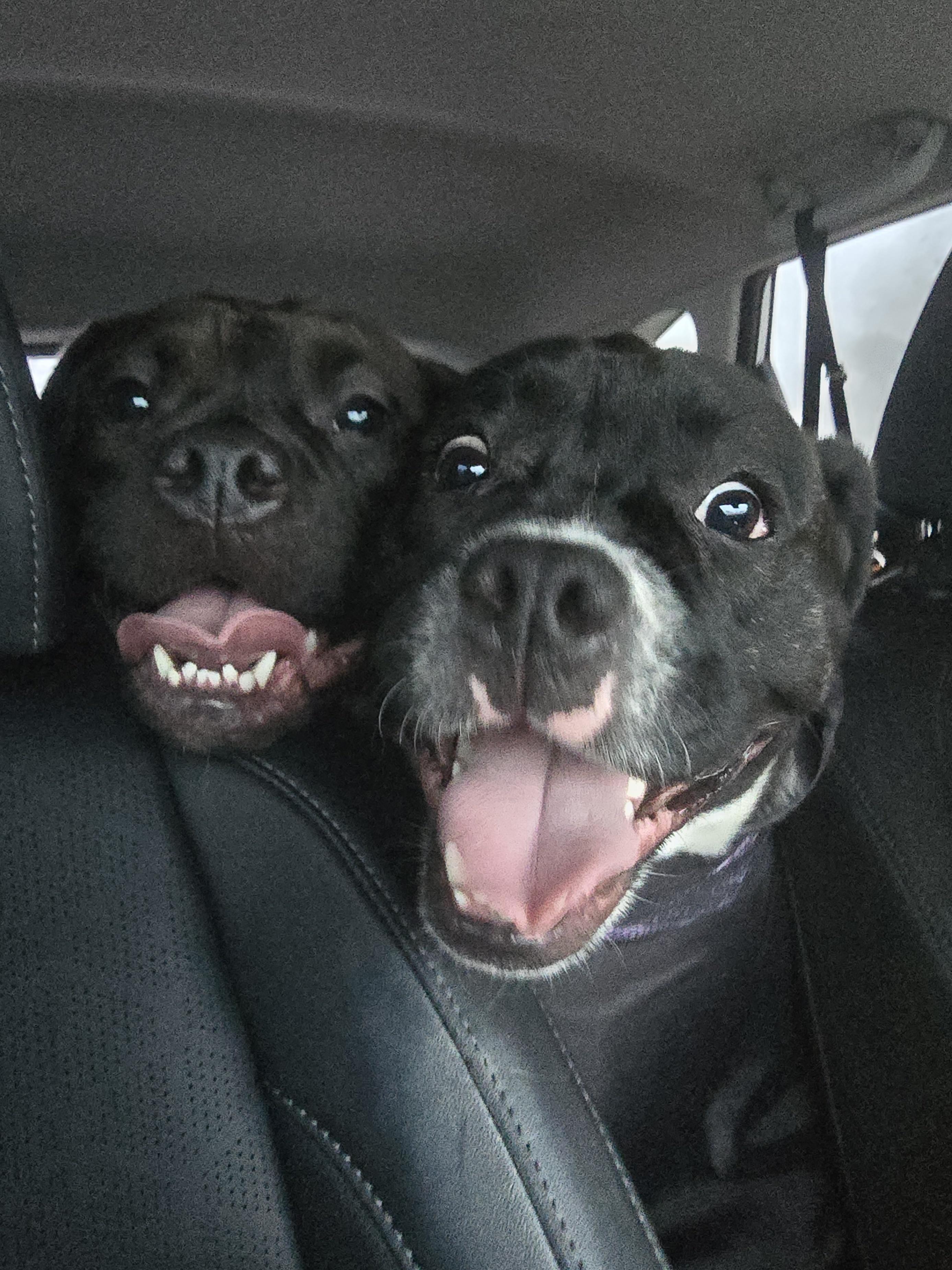 Daisy, a ADOPTABLE Mixed Breed in Chatsworth, ON image 4/4