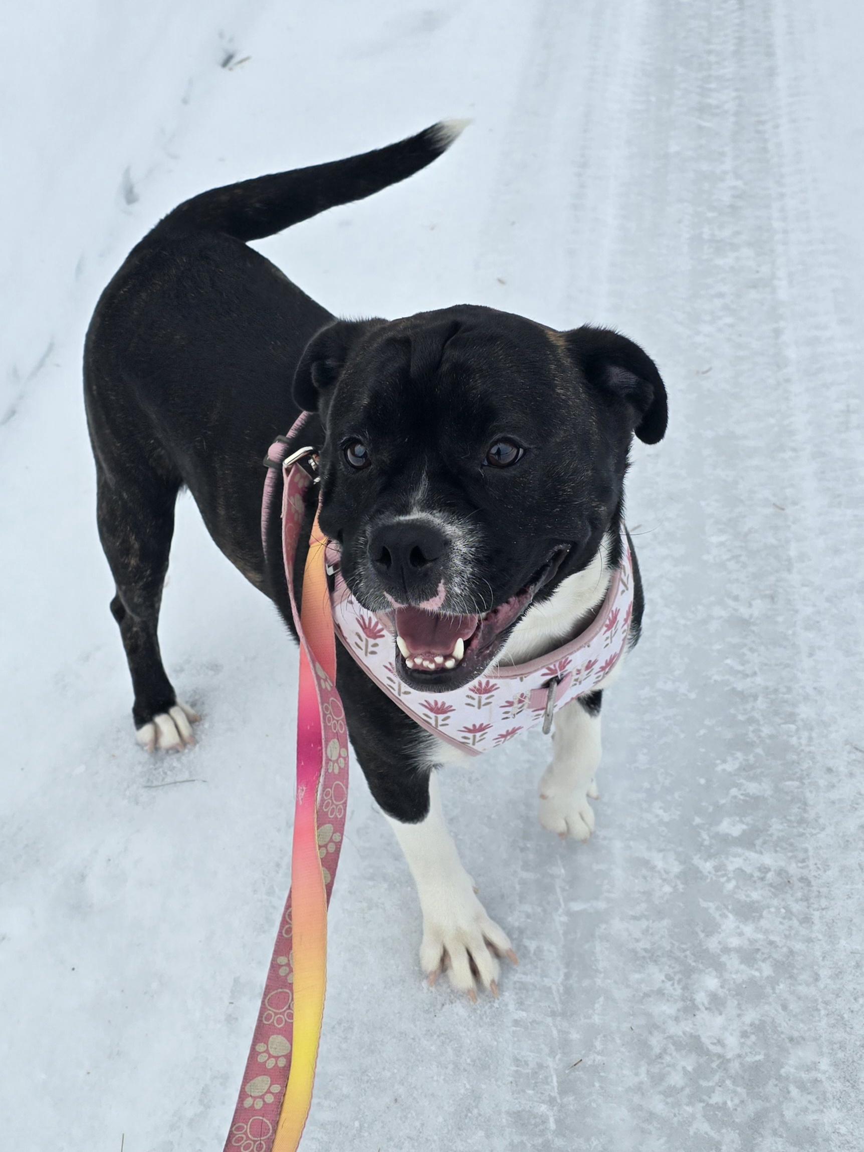 Daisy, a ADOPTABLE Mixed Breed in Chatsworth, ON image 1/4