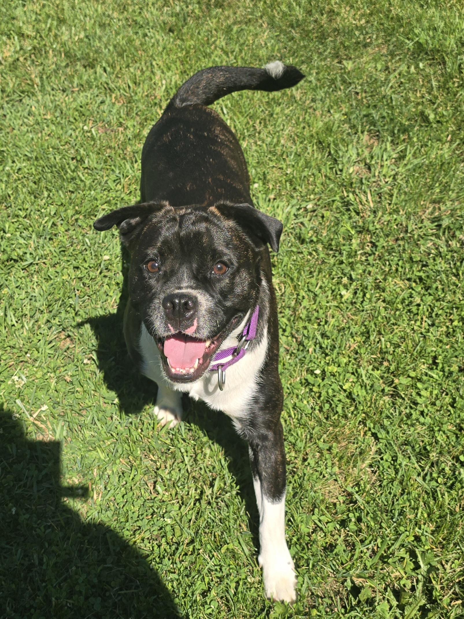 Daisy, a ADOPTABLE Mixed Breed in Chatsworth, ON image 1/4