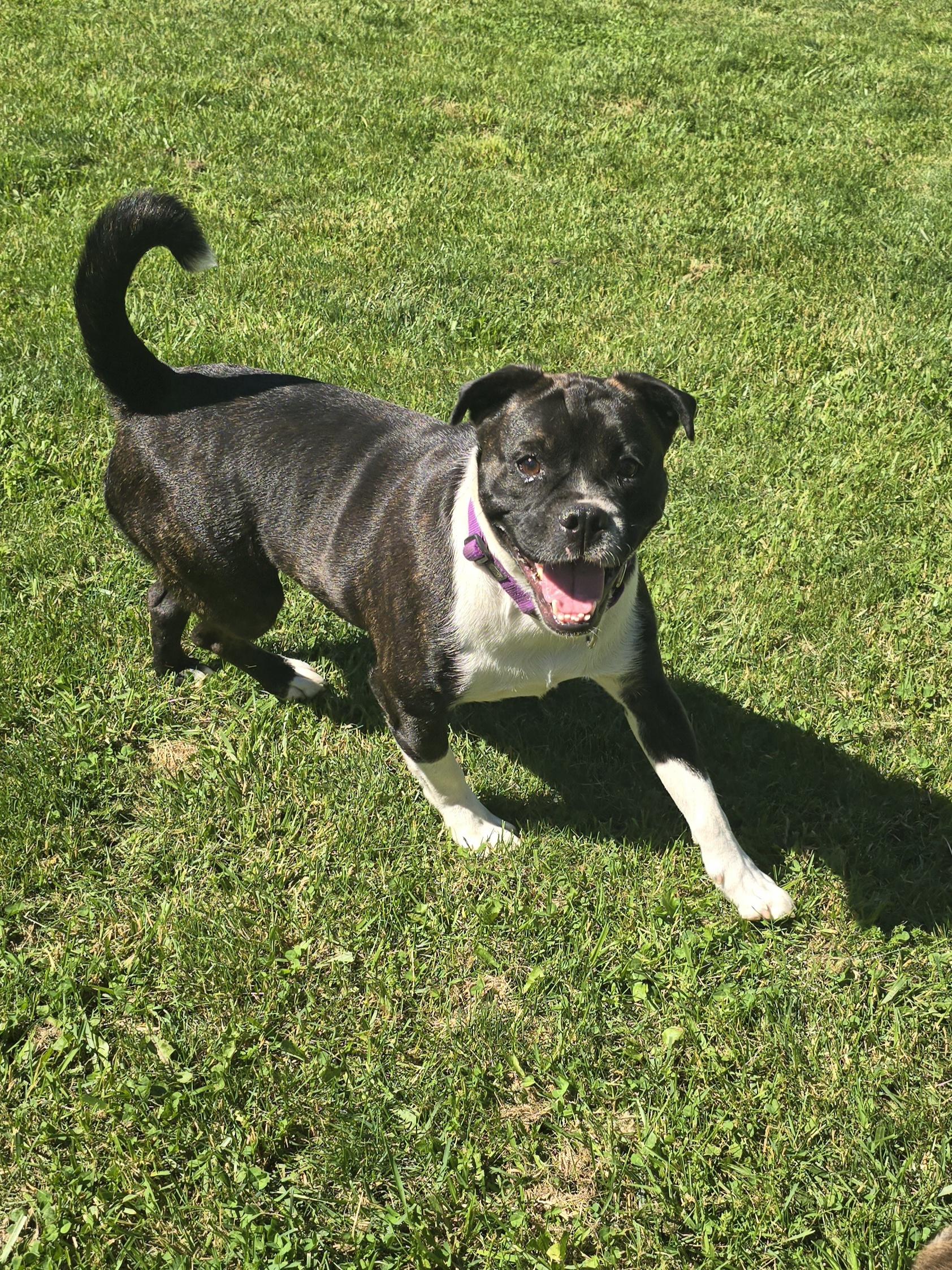 Daisy, a ADOPTABLE Mixed Breed in Chatsworth, ON image 4/4