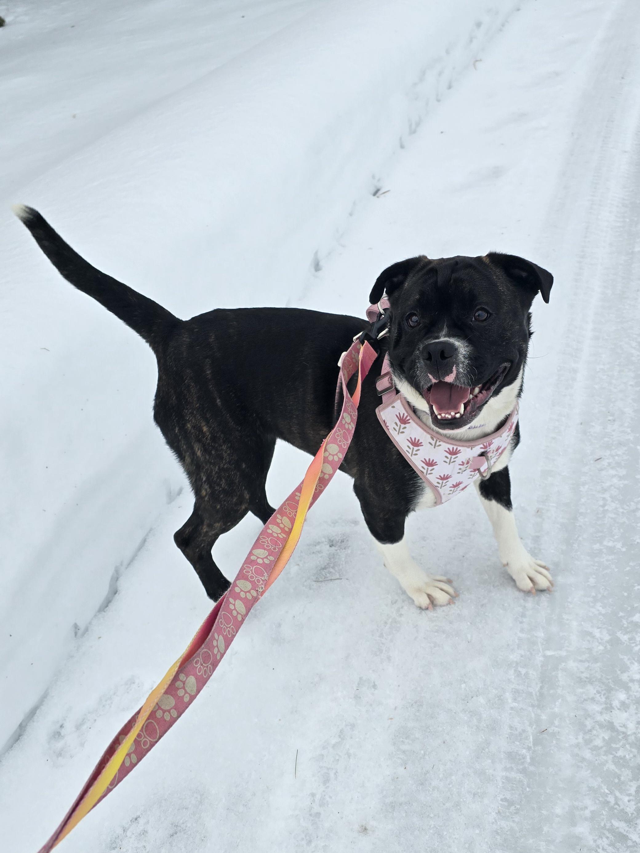 Daisy, a ADOPTABLE Mixed Breed in Chatsworth, ON image 3/4