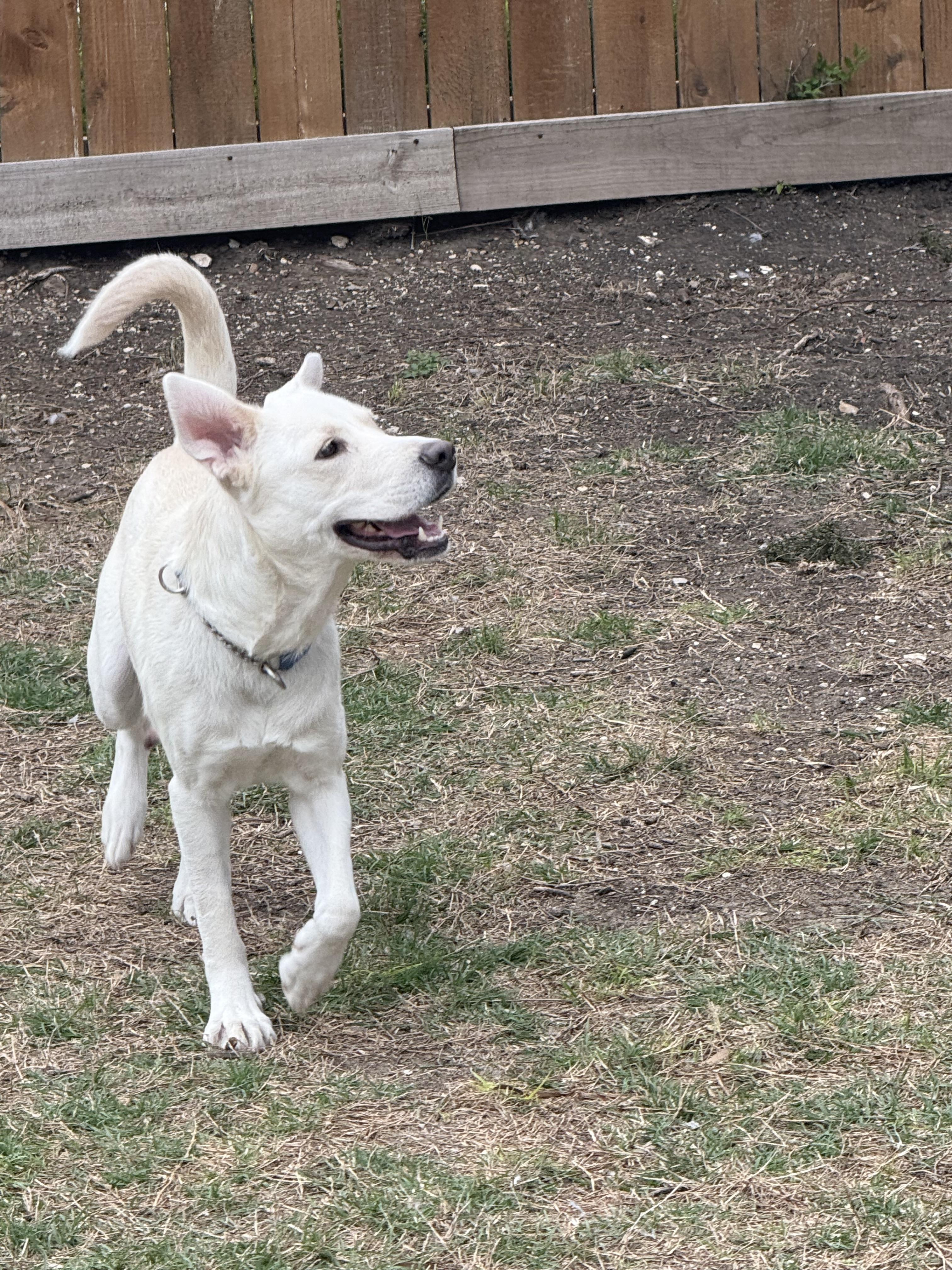 Clementine, a Adoptable mixed breed in Dallas, TX image 4/6