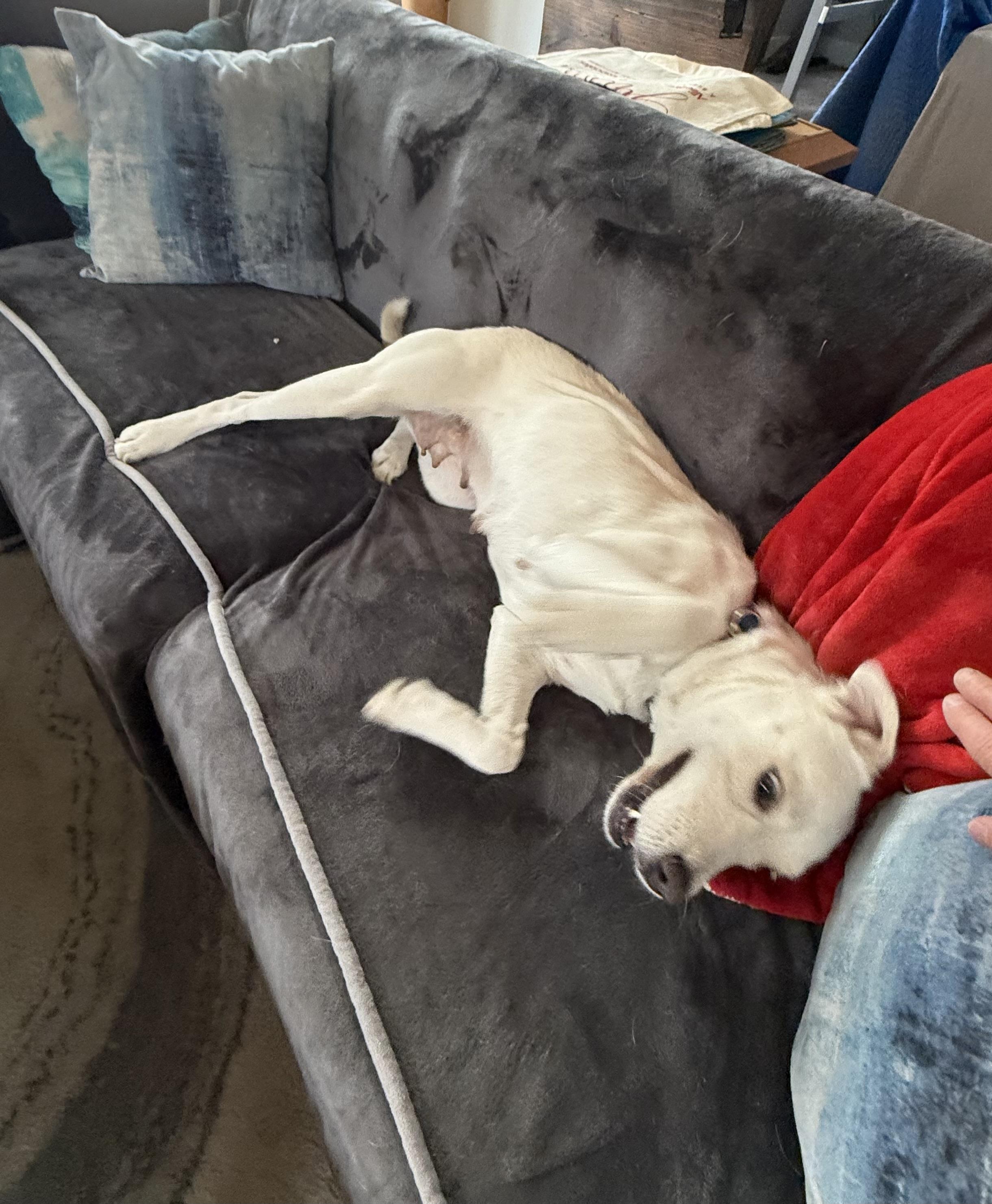 Clementine, a Adoptable mixed breed in Dallas, TX image 5/6