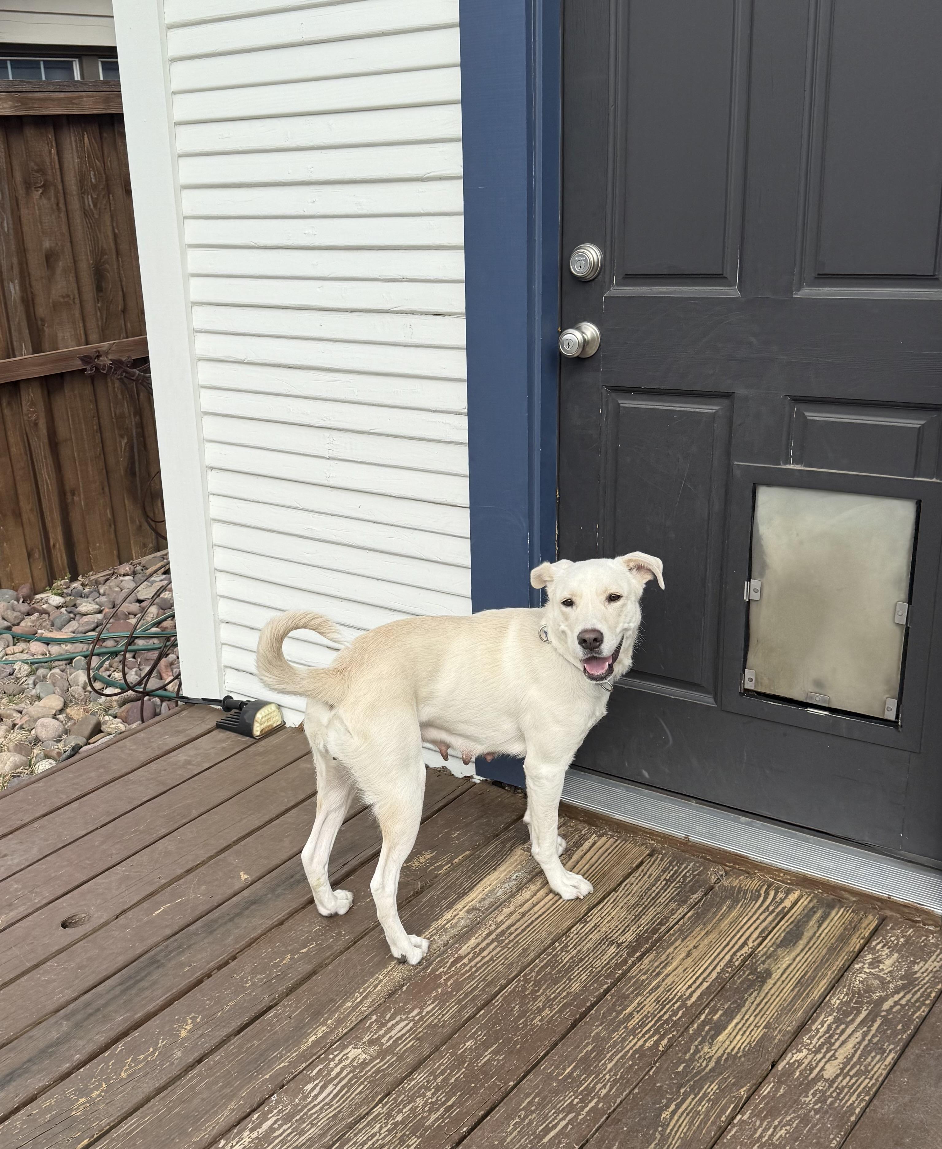 Clementine, a Adoptable mixed breed in Dallas, TX image 6/6