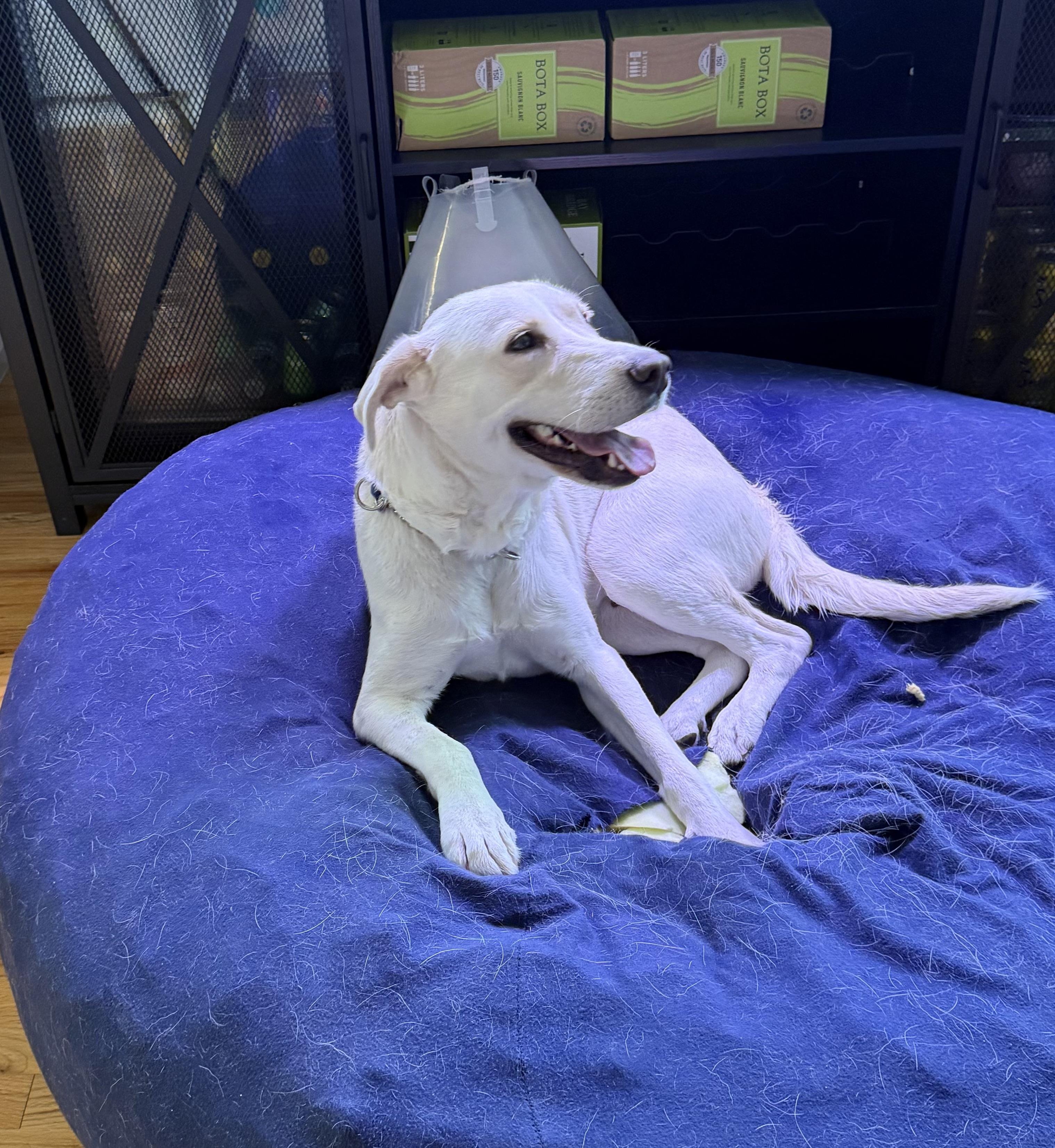 Clementine, a Adoptable mixed breed in Dallas, TX image 2/6