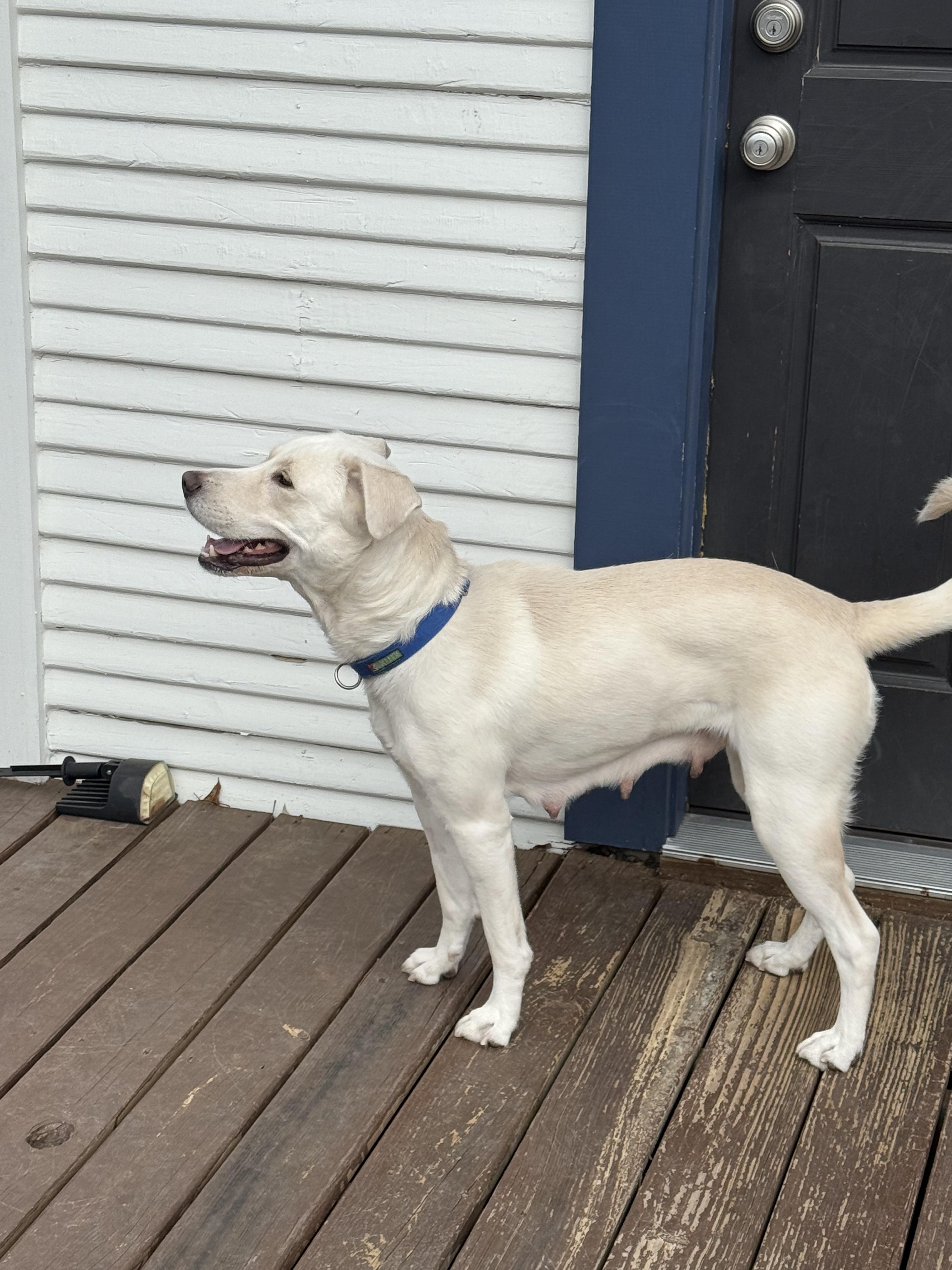 Clementine, a Adoptable mixed breed in Dallas, TX image 3/6