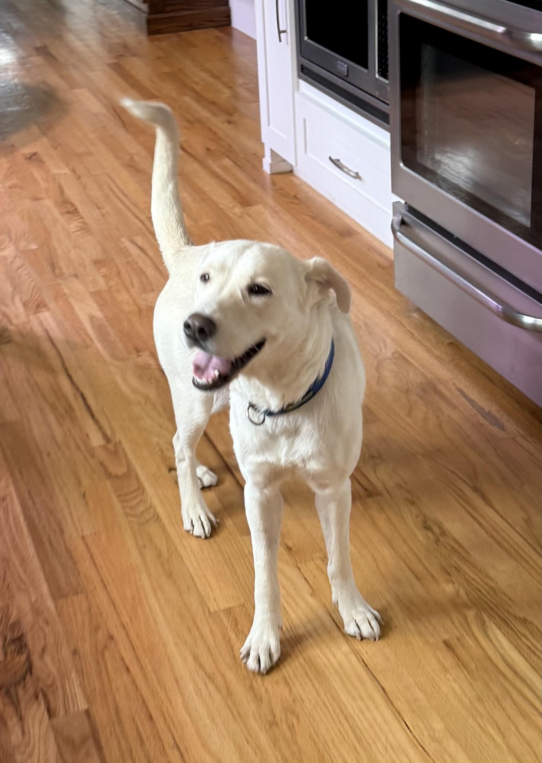 Clementine, a Adoptable mixed breed in Dallas, TX image 1/6