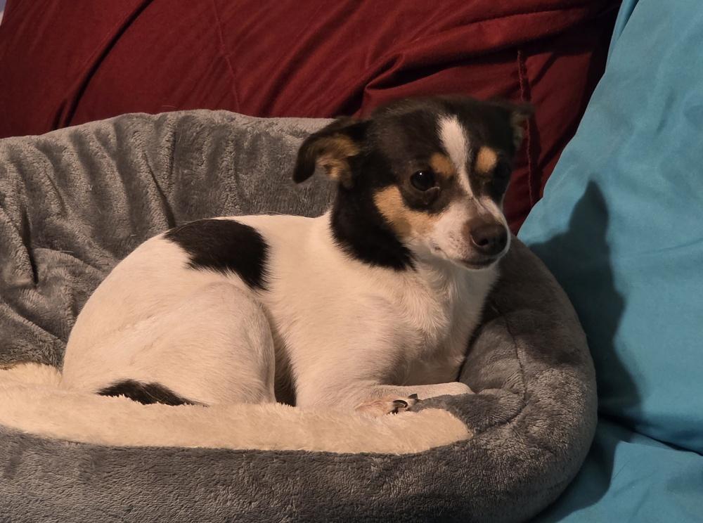 Enlarge Squeaks, a Adoptable mixed breed in Bonifay, FL image 1/2