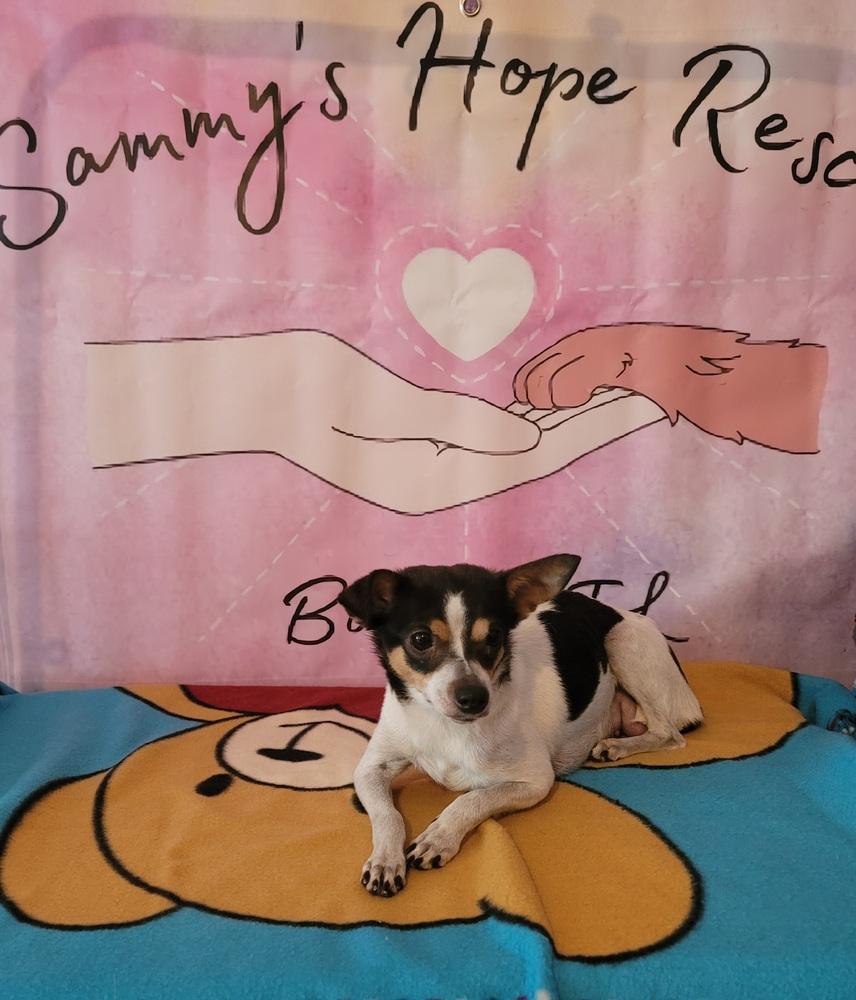 Enlarge Squeaks, a Adoptable mixed breed in Bonifay, FL image 1/2