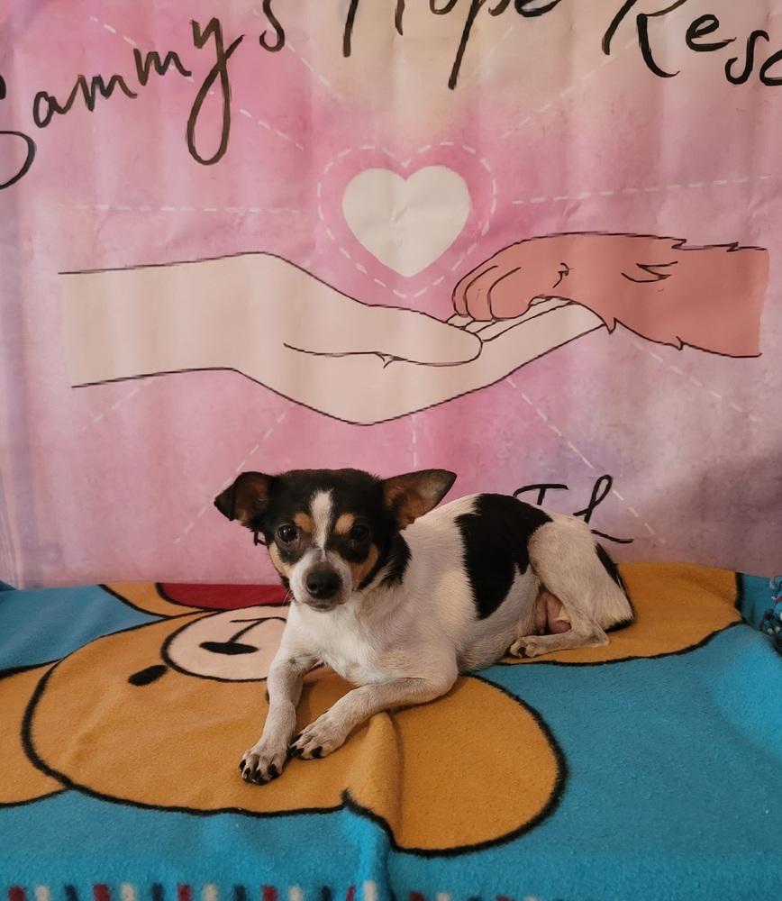 Enlarge Squeaks, a Adoptable mixed breed in Bonifay, FL image 2/2