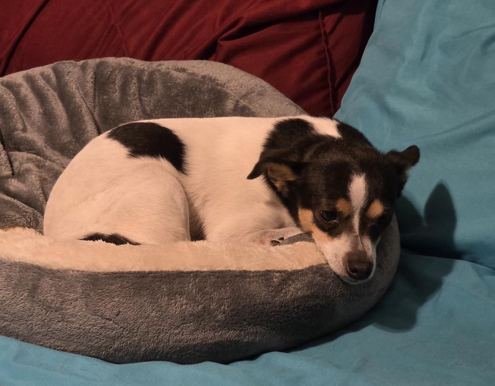 Enlarge Squeaks, a Adoptable mixed breed in Bonifay, FL image 2/2