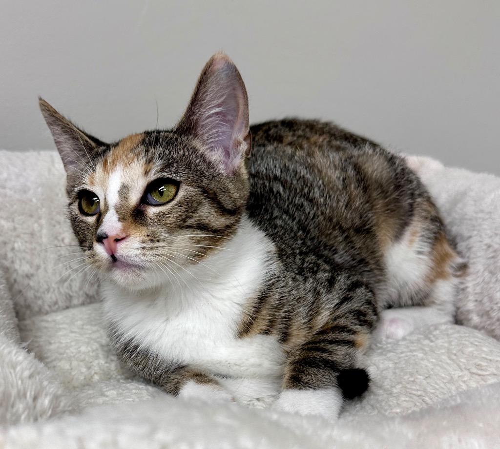 Hailey, Adoptable, Young Female Domestic Short Hair.