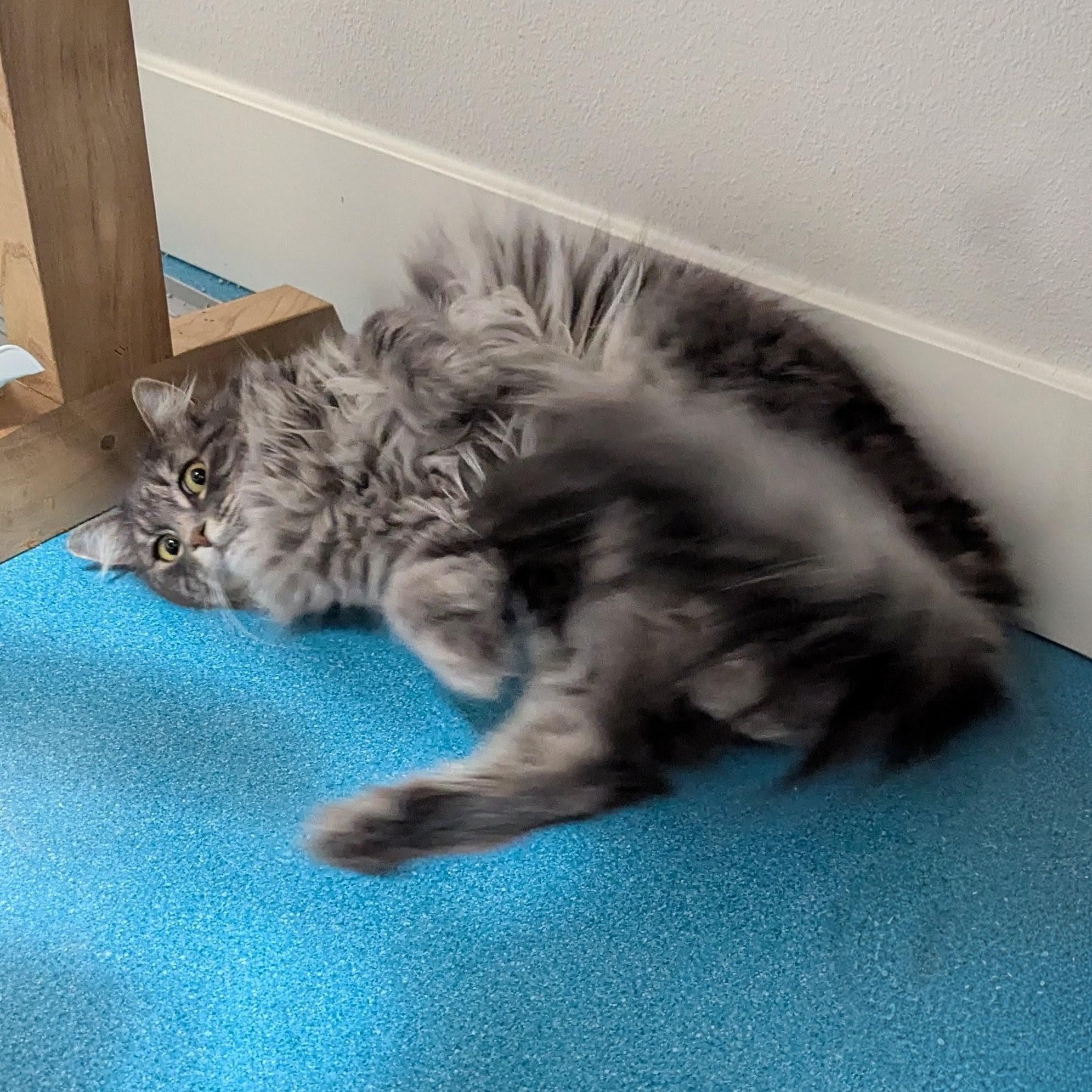 Enlarge Benji, a ADOPTABLE Domestic Long Hair in West Richland, WA image 2/3