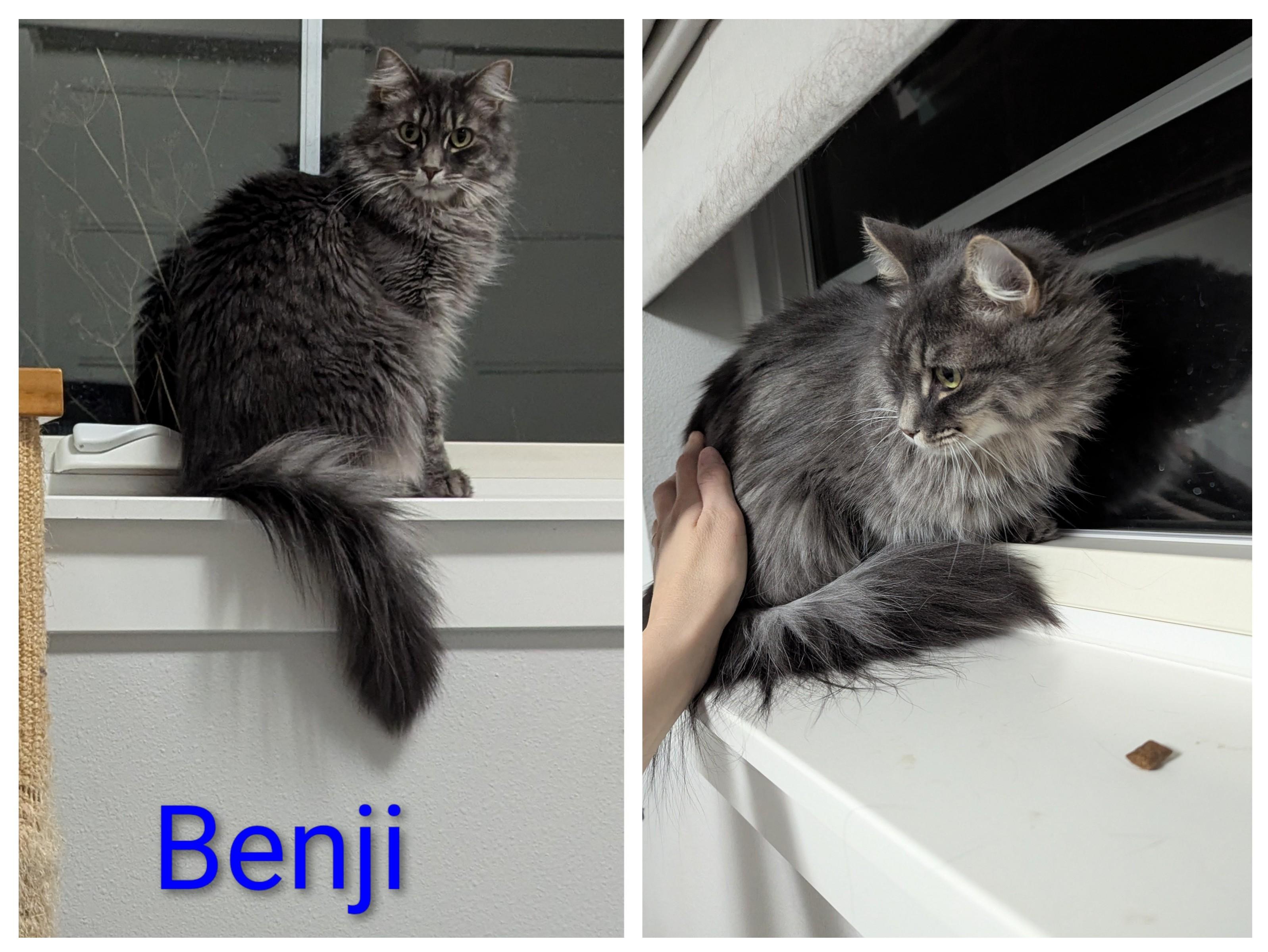Enlarge Benji, a ADOPTABLE Domestic Long Hair in West Richland, WA image 3/3