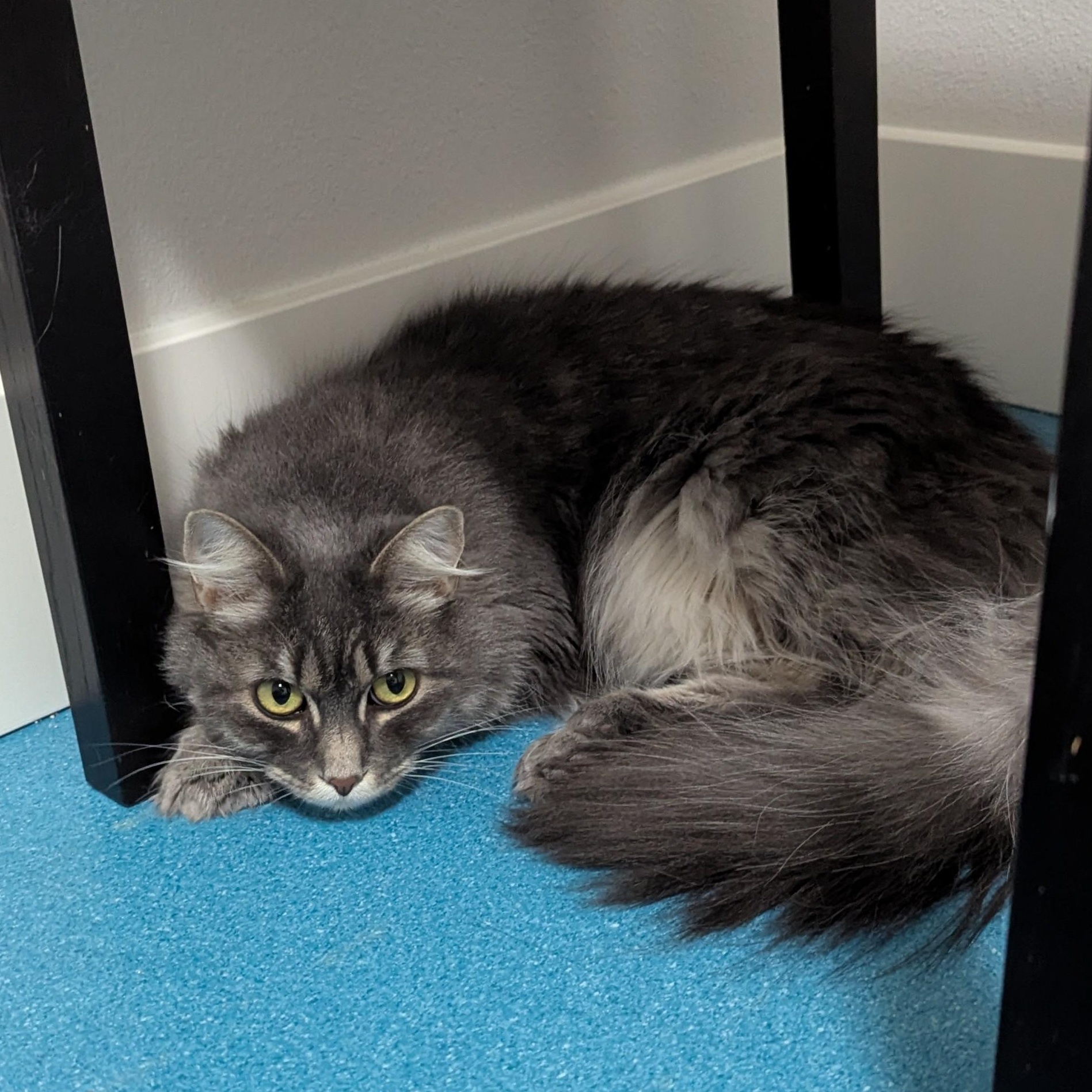 Enlarge Benji, a ADOPTABLE Domestic Long Hair in West Richland, WA image 1/3