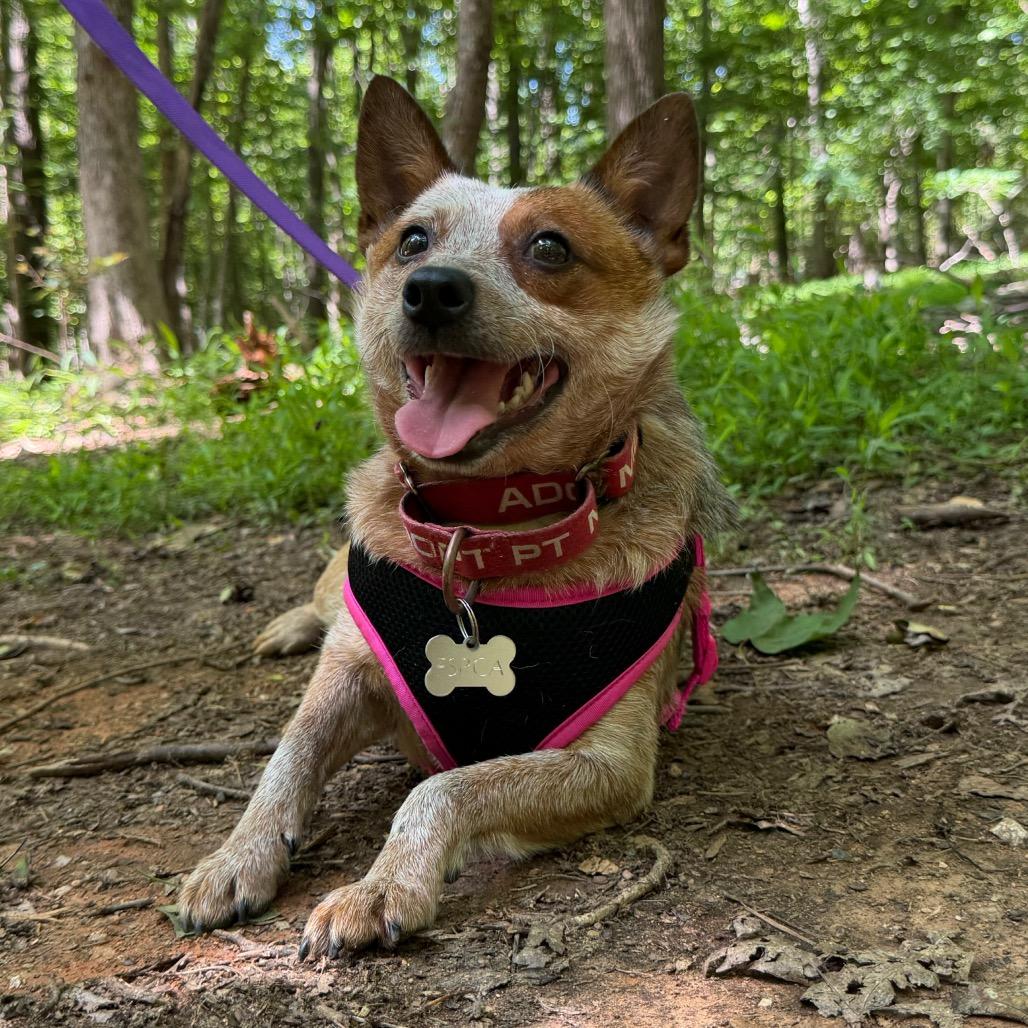Enlarge Esmeralda, a Adoptable mixed breed in Troy, VA image 1/4