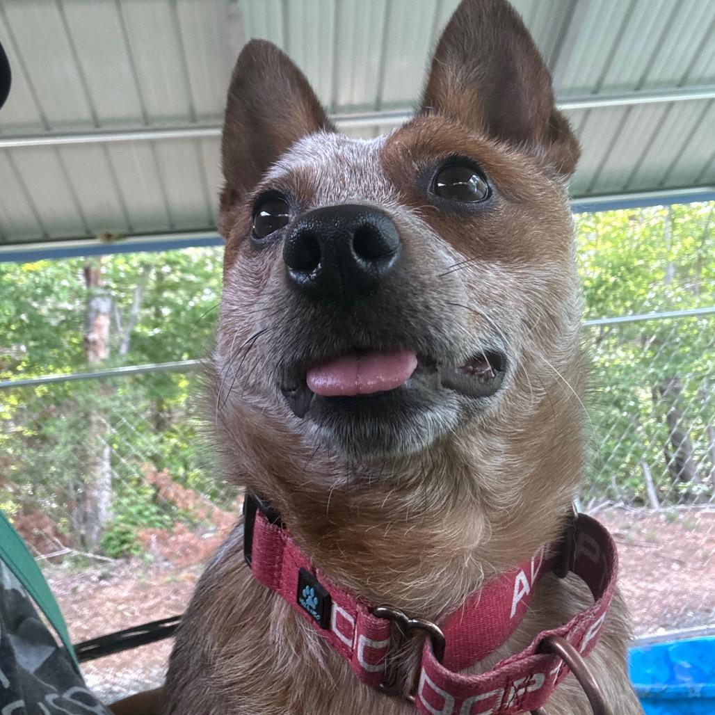 Enlarge Esmeralda, a Adoptable mixed breed in Troy, VA image 2/4
