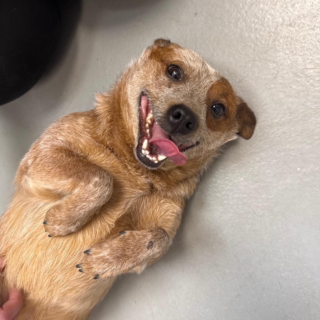Enlarge Esmeralda, a Adoptable mixed breed in Troy, VA image 3/4