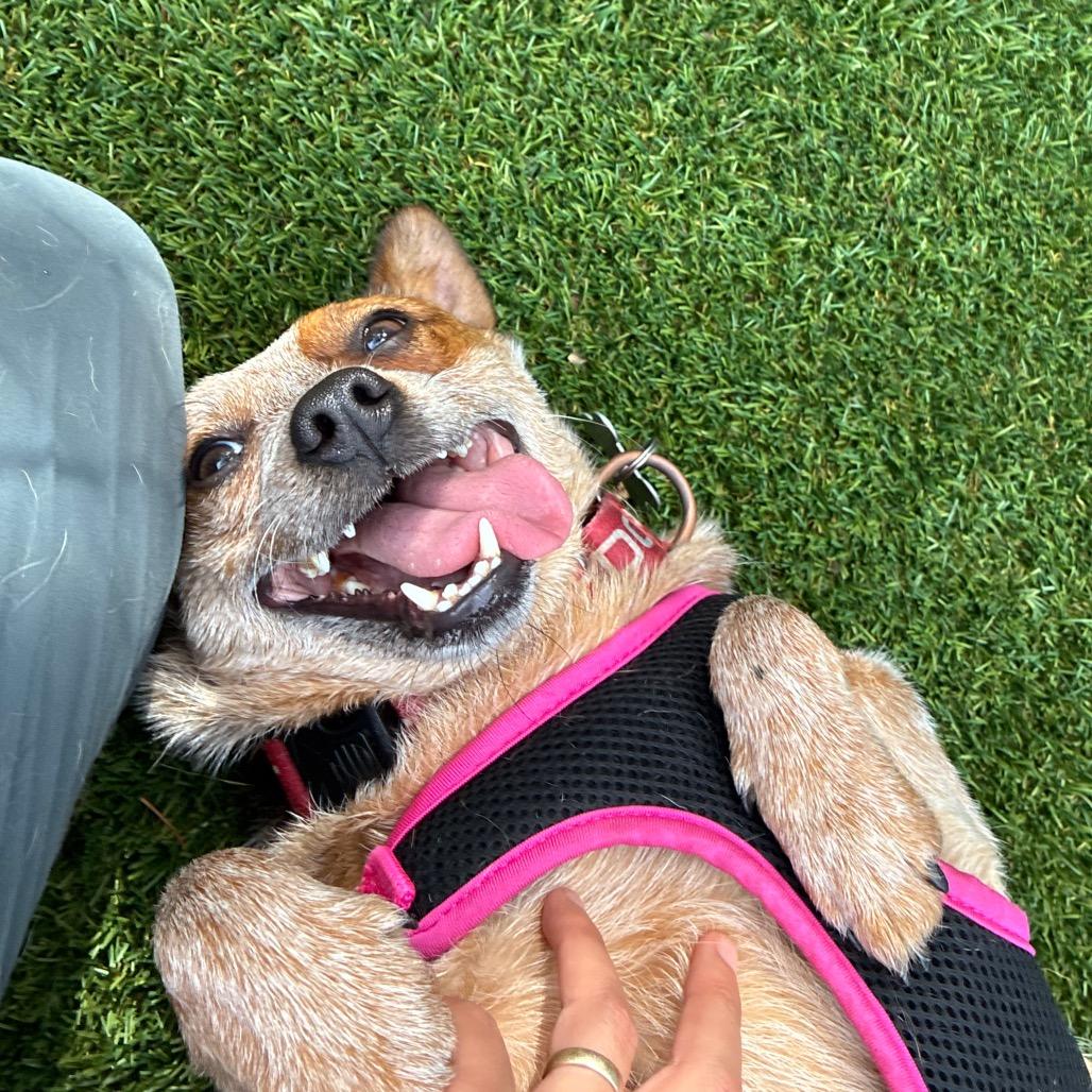 Enlarge Esmeralda, a Adoptable mixed breed in Troy, VA image 4/4