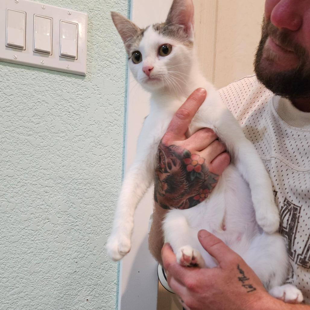 Virgina the Gentle, Adoptable, Young Female Domestic Short Hair.