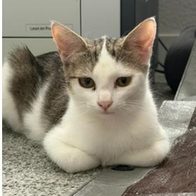 Enlarge Virgina the Gentle, a Adoptable Domestic Short Hair in Elverta, CA image 2/2