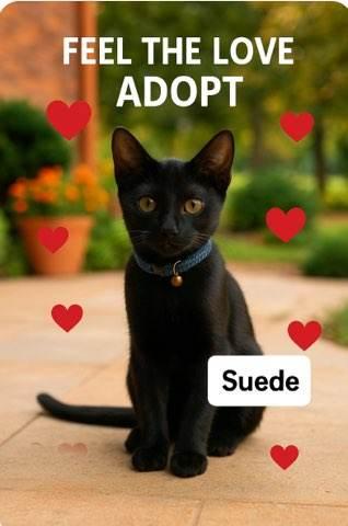 Suede