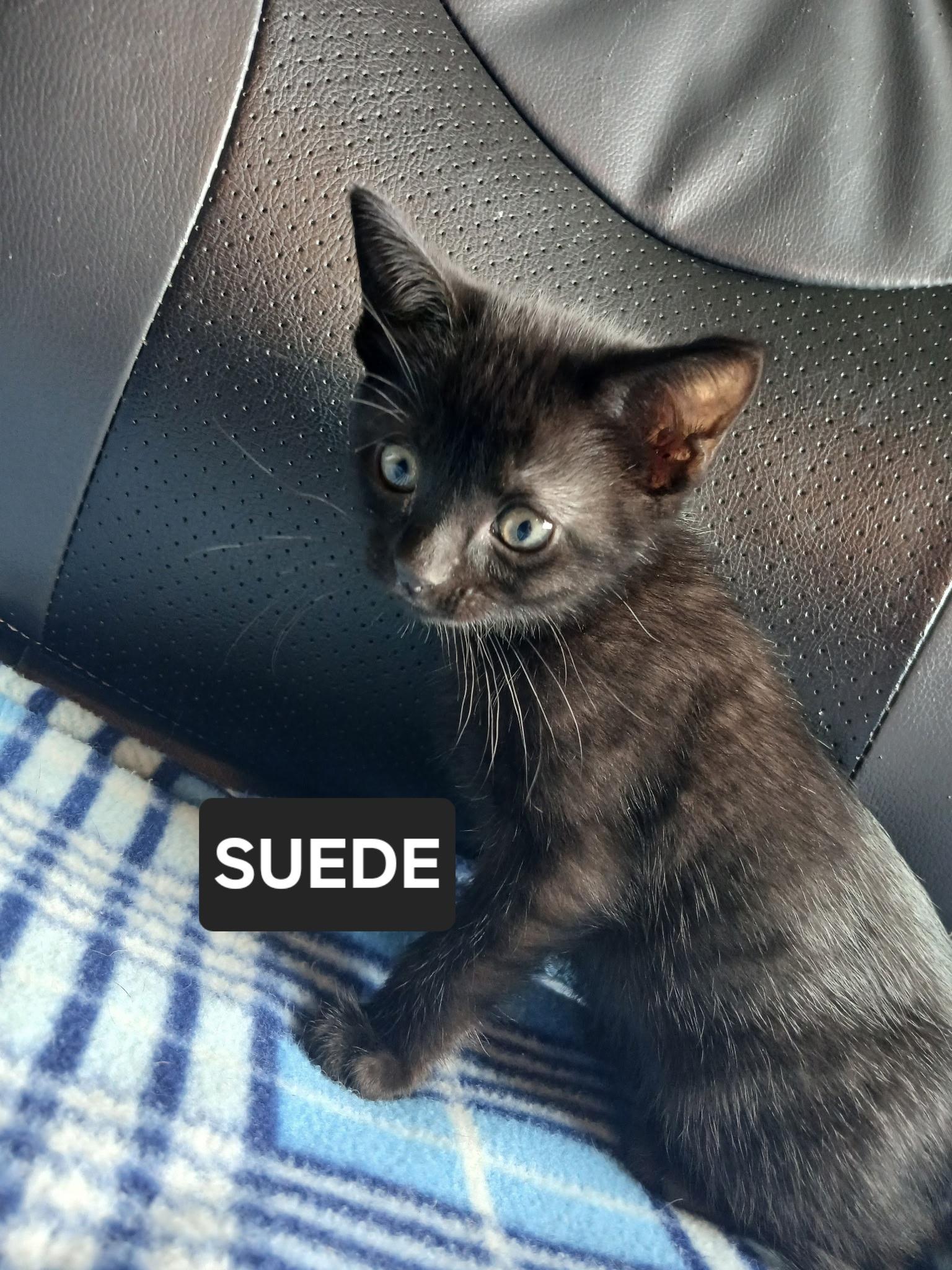 Suede