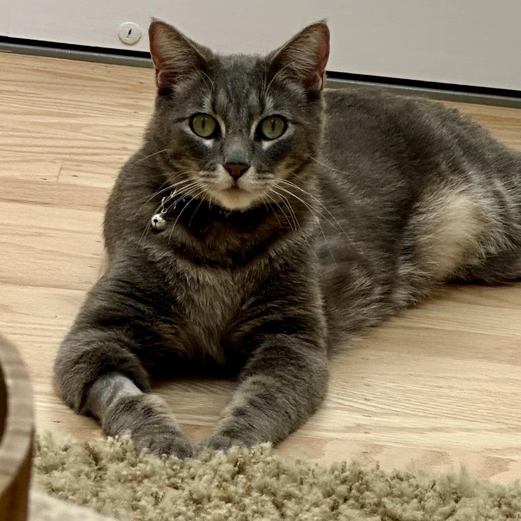 Benjamin, Adoptable, Adult Male Domestic Short Hair.