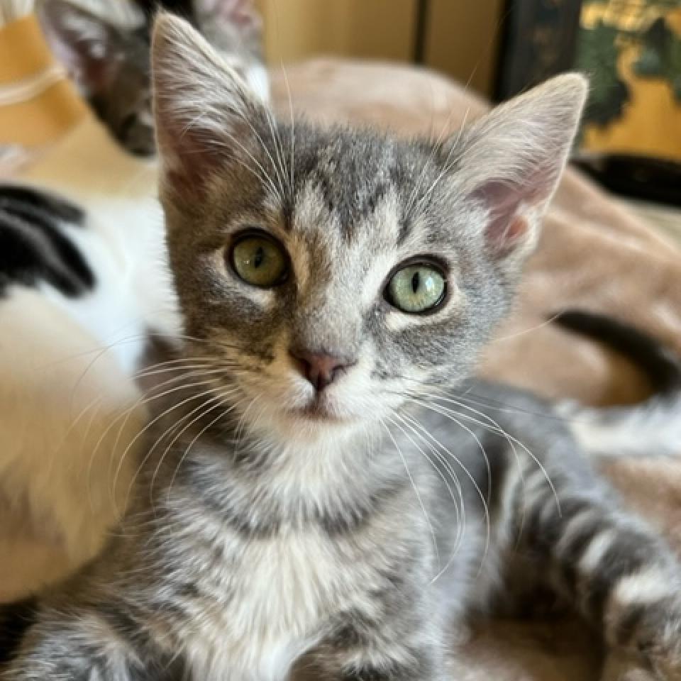 Enlarge Benjamin, a Adoptable Domestic Short Hair in Pleasanton, CA image 2/3