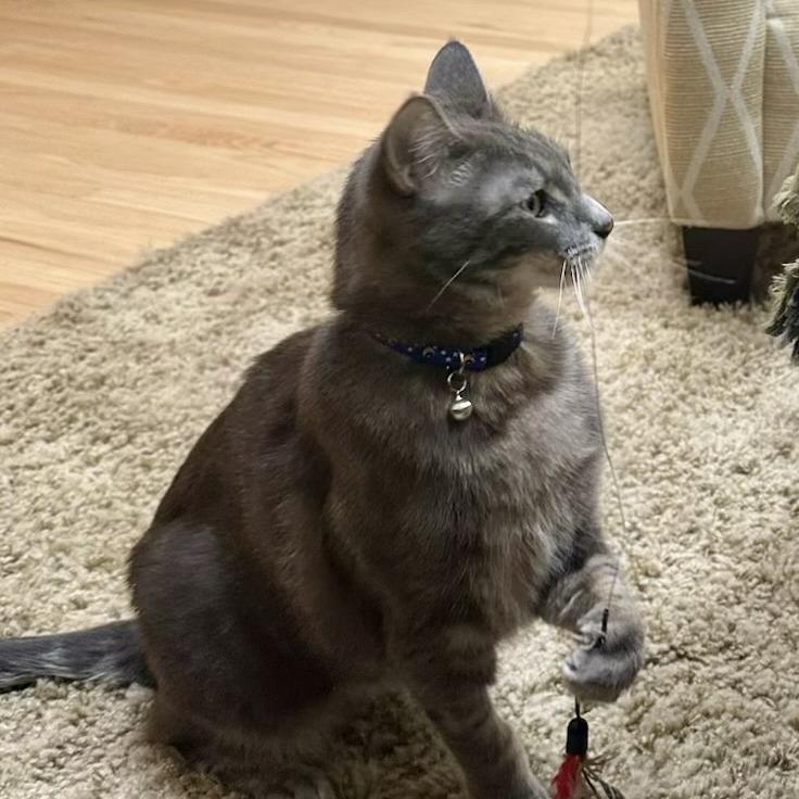 Enlarge Benjamin, a Adoptable Domestic Short Hair in Pleasanton, CA image 3/3