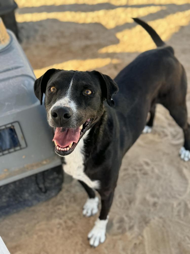 Jasper, Adoptable, Adult Male Pit Bull Terrier & Boxer.