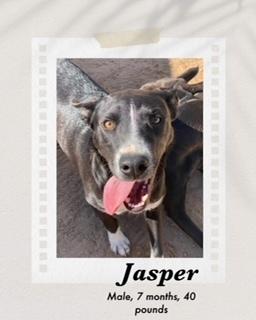 Enlarge Jasper, a Adoptable mixed breed in Puerto Penasco, SON image 1/1