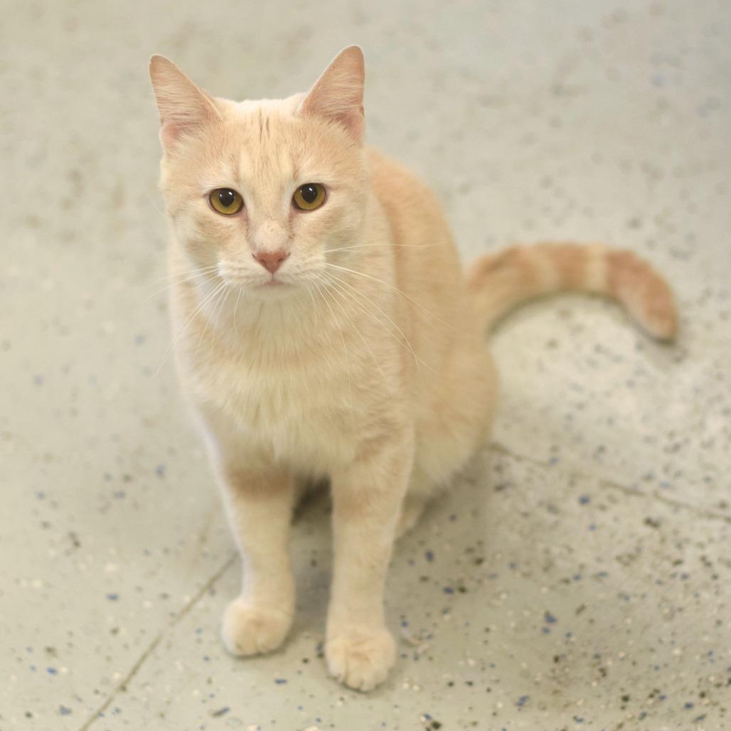 Simba, a Adoptable Domestic Short Hair in Belleville, IL image 1/6