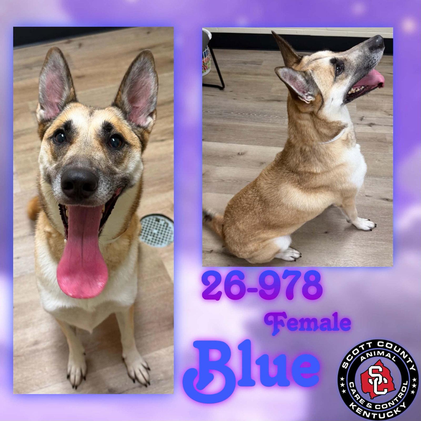 Enlarge Blue, a Adopted German Shepherd Dog in Georgetown, KY image 1/1