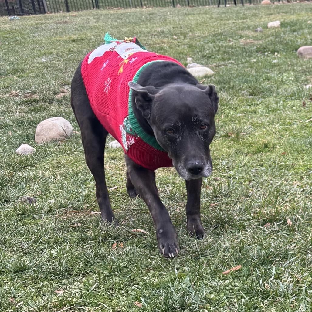 Enlarge Kato, a Adoptable mixed breed in Silver Spring, MD image 2/6