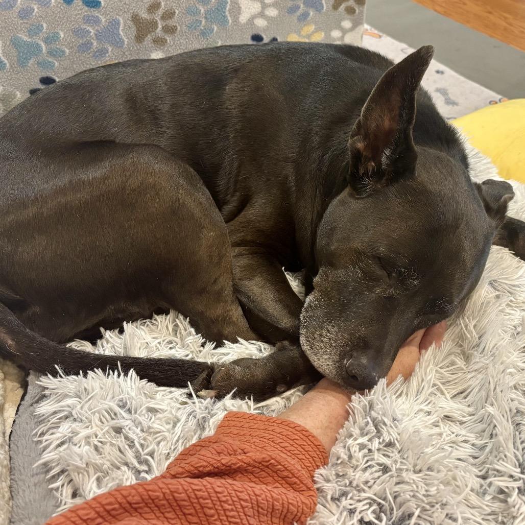 Enlarge Kato, a Adoptable mixed breed in Silver Spring, MD image 3/6