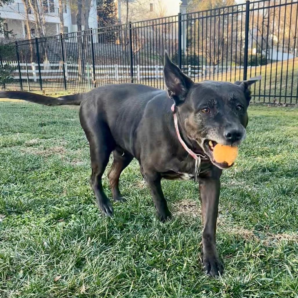 Enlarge Kato, a Adoptable mixed breed in Silver Spring, MD image 4/6