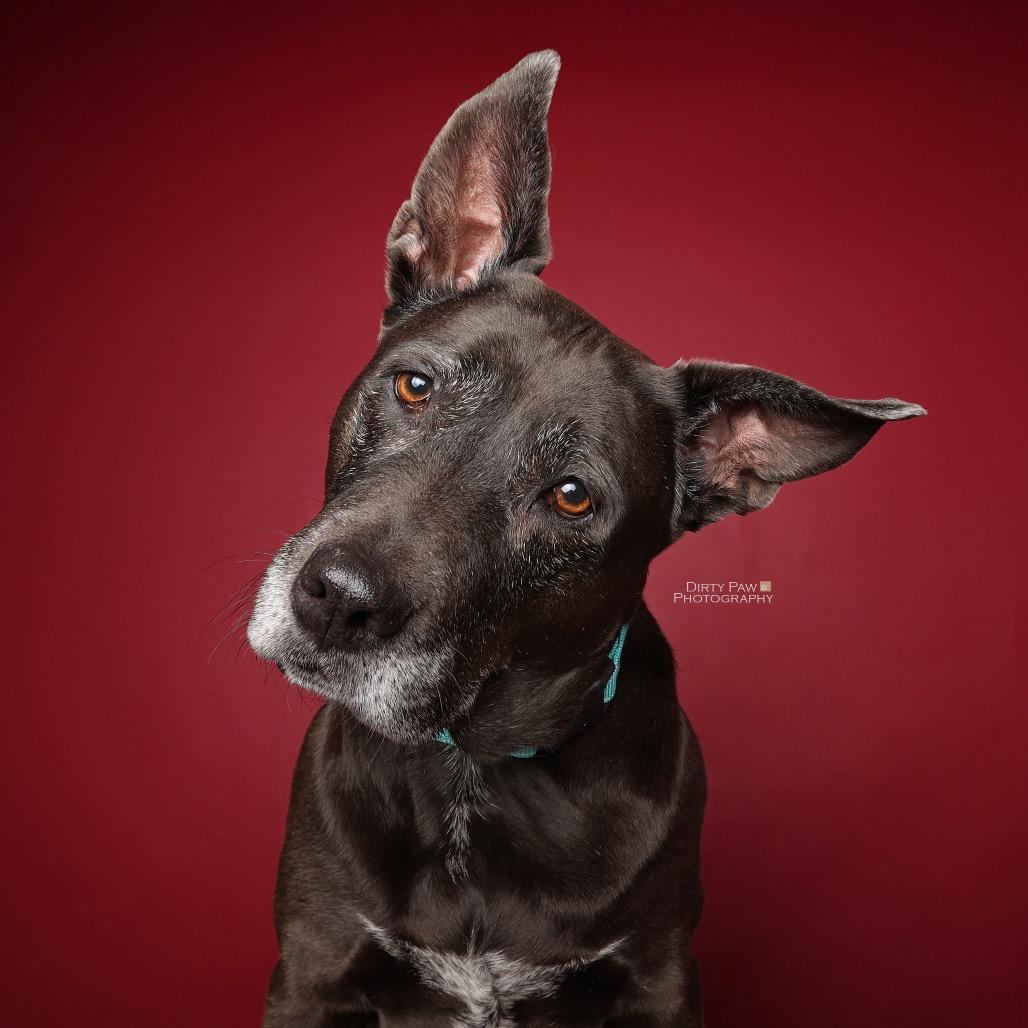 Enlarge Kato, a Adoptable mixed breed in Silver Spring, MD image 1/6