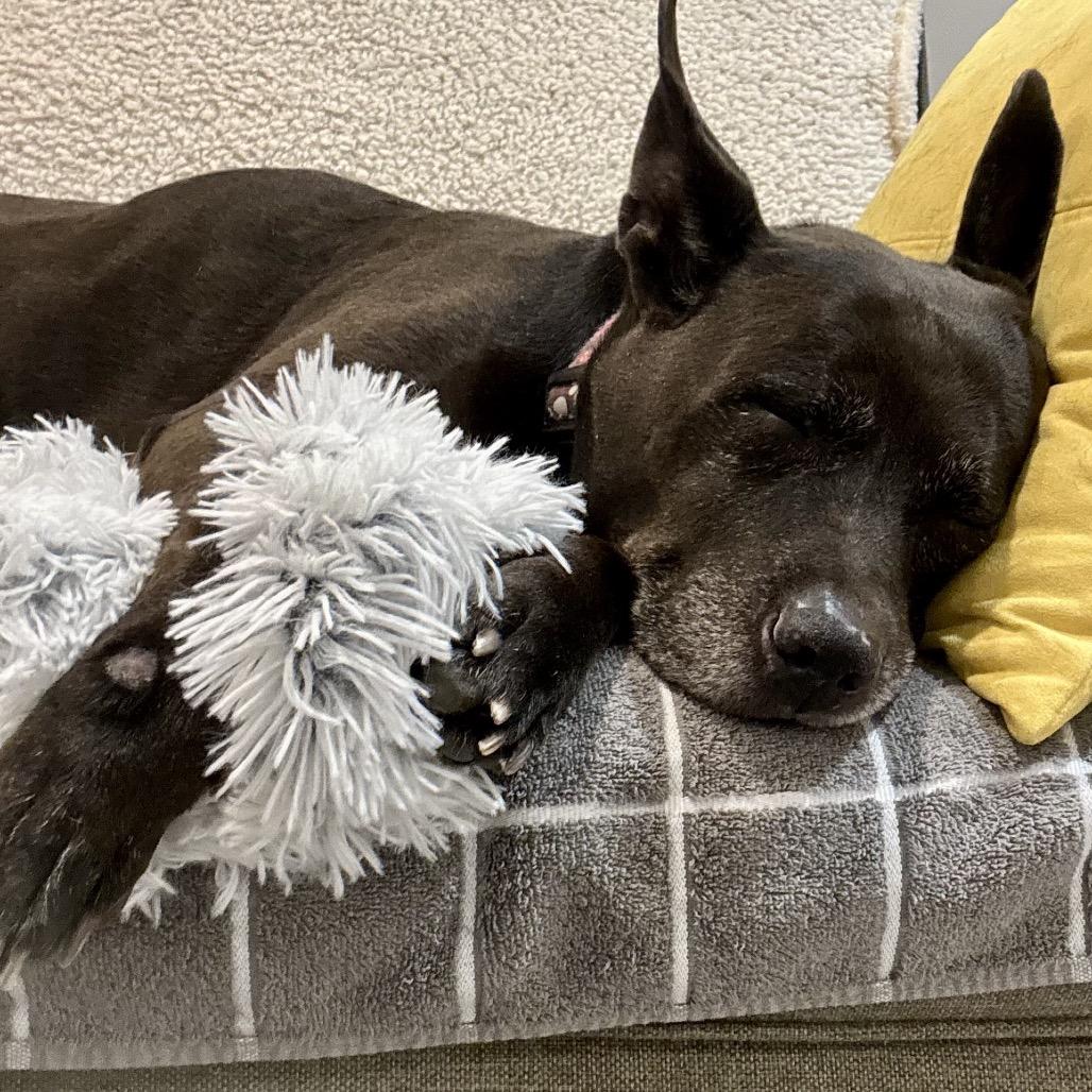 Enlarge Kato, a Adoptable mixed breed in Silver Spring, MD image 5/6