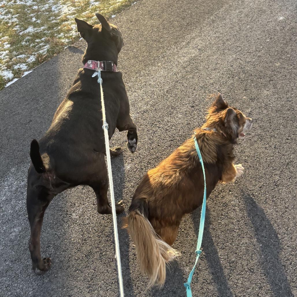 Enlarge Kato, a Adoptable mixed breed in Silver Spring, MD image 6/6
