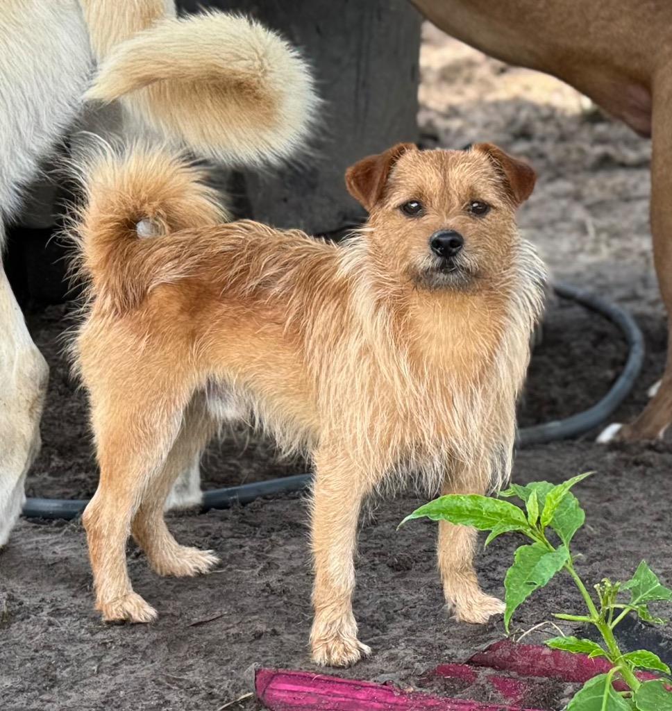 Enlarge Max, a Adopted mixed breed in Waynesville, GA image 2/5