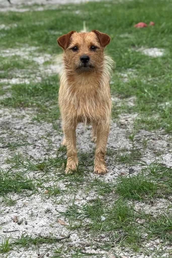 Enlarge Max, a Adopted mixed breed in Waynesville, GA image 3/5