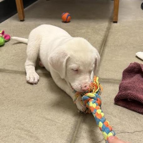 Ash, Adoptable, Young Female Mixed Breed.