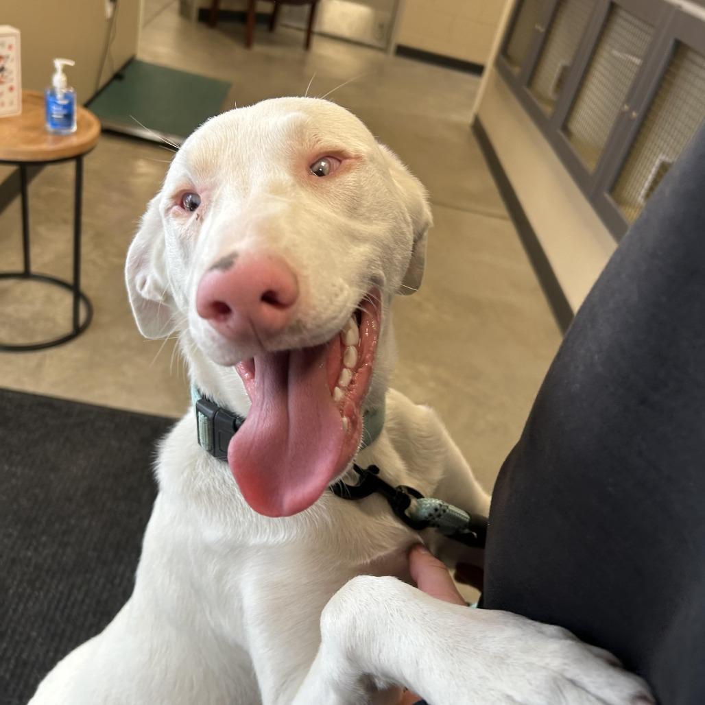 Enlarge Ash, a Adoptable Mixed Breed in Cody, WY image 2/2