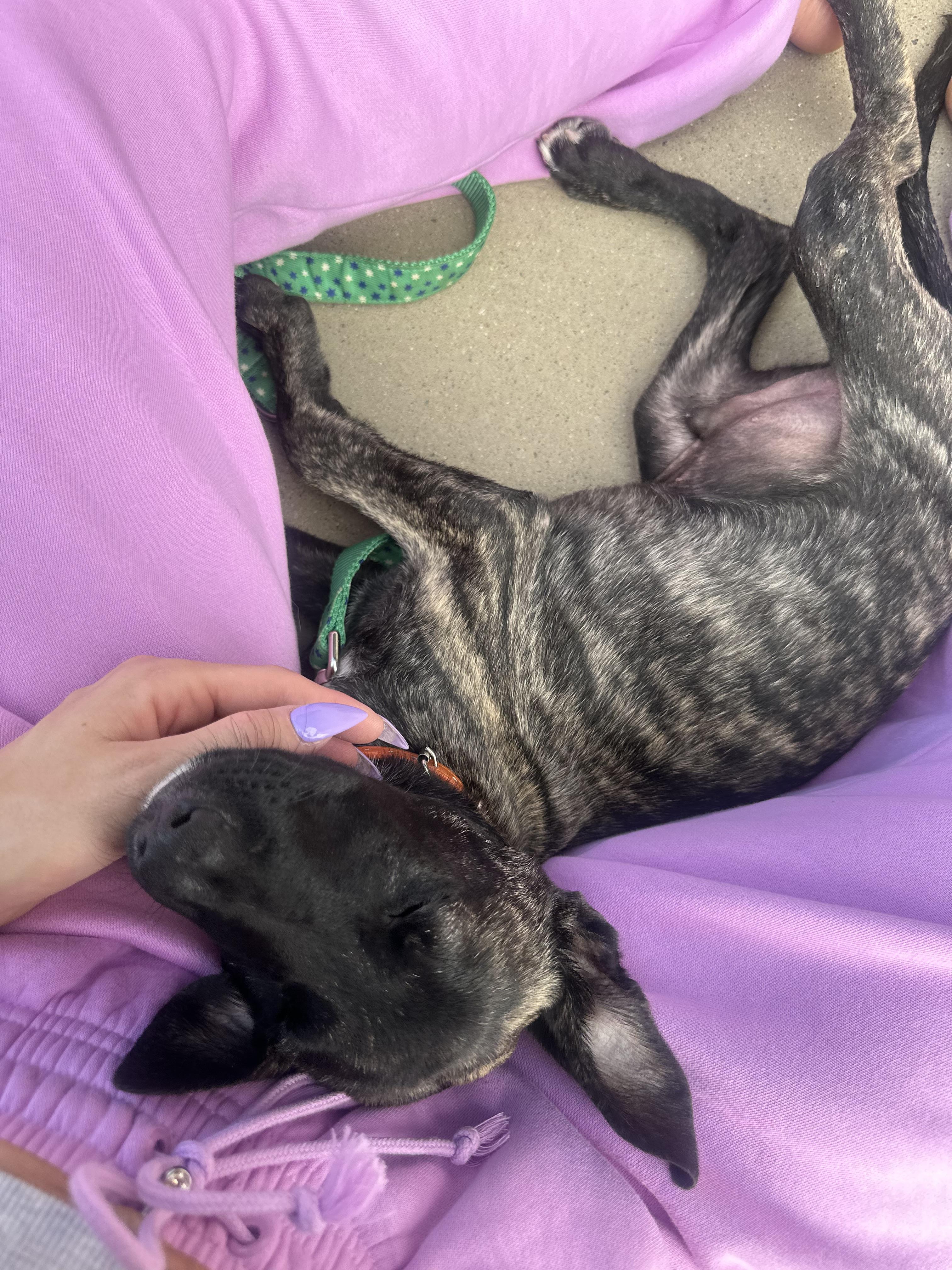 Enlarge Milton, an adoptable mixed breed in Mount Juliet, TN image 2/3