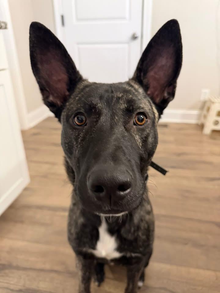 Enlarge Milton, an adopted mixed breed in Mount Juliet, TN image 1/6